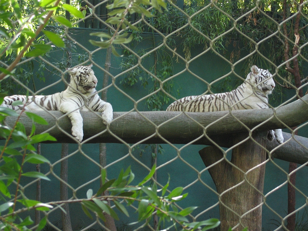 065 Secret Garden Mirage.jpg